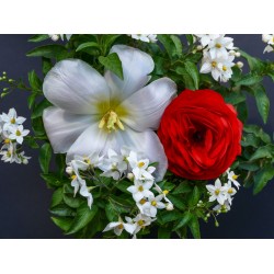 Champa  Fragrance 