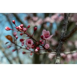 Cherry Blossom