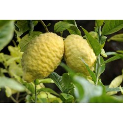 Citron Herb