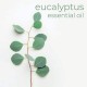 Eucalyptus oil