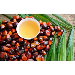 Palm oil