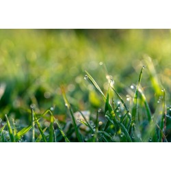 Spring morning