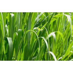 Citronella FO 