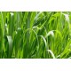 Citronella FO 