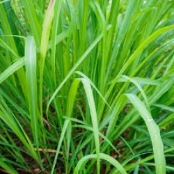 Citronella FO 