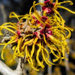 Witch Hazel (Alcohol based)