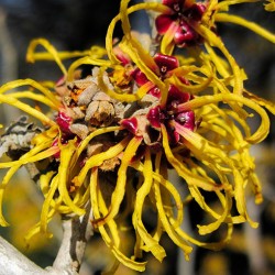 Witch Hazel (Benzoic acid based)