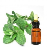 Sweet Basil