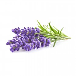 Rich Lavender