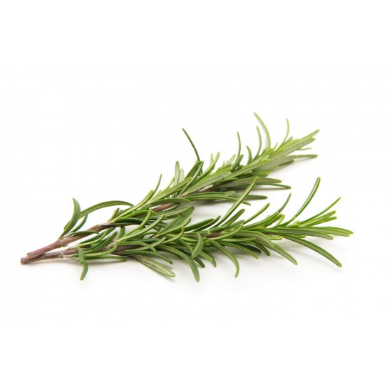 Rosemary FO