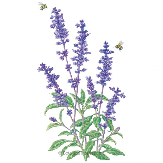 Sage Flower