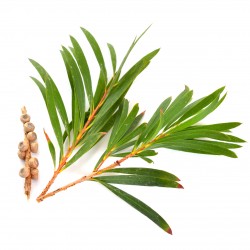 Tea tree