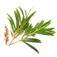 Tea tree