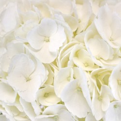 White Flower