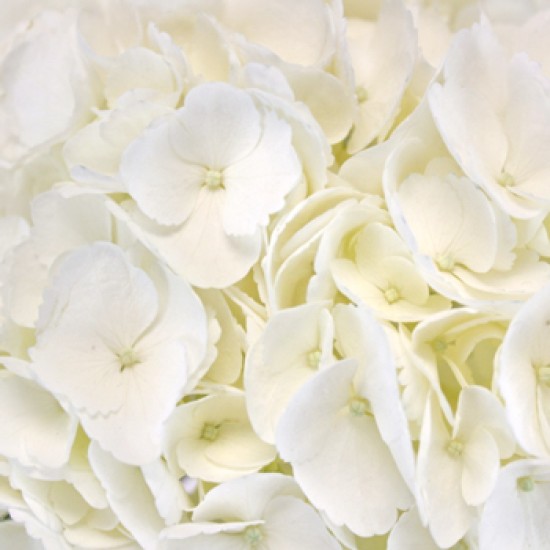 White Flower