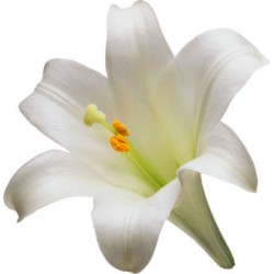 White Lilly
