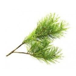 Cedarwood (Virginia)