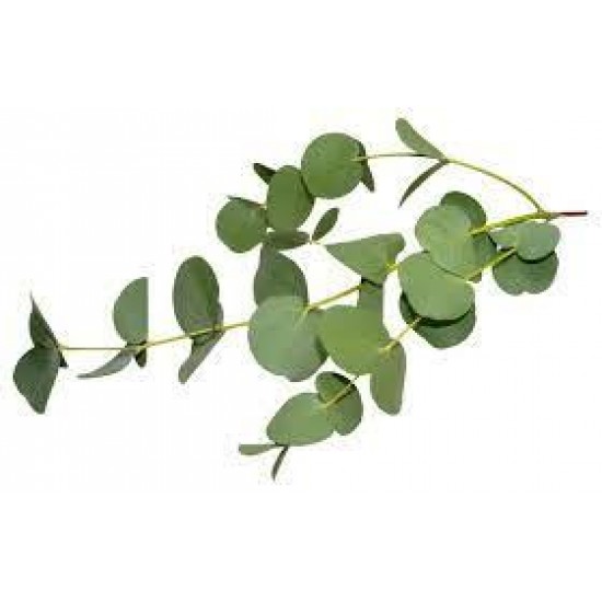 Fern eucalyptus