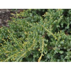 Frosted Juniper