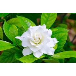 Gardenia