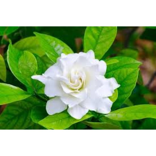 Gardenia
